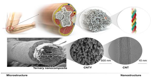 뼈의 계층적 내부구조를 모사한 탄소나노튜브 섬유 기반 나노복합체