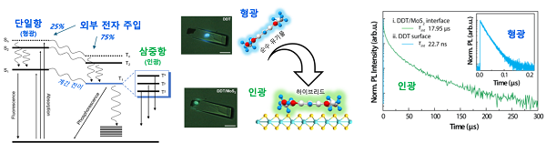 발광 반도체의 단일항과 삼중항의 에너지 준위 상태 및 외부 전자 주입의 개념 모식도와 형광 인광의 측정 결과.